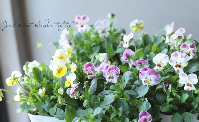 ビオラ ビオレッタ マイクシリーズ ピンク レモン Flower Species ビオラ Junk Sweet Garden Tef Tef