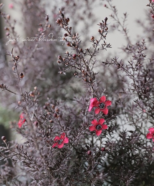 Ƽ�ե����奦�Х�����ץȥ��ڥ�ޥࡡ�إʥ˥塼���֥���