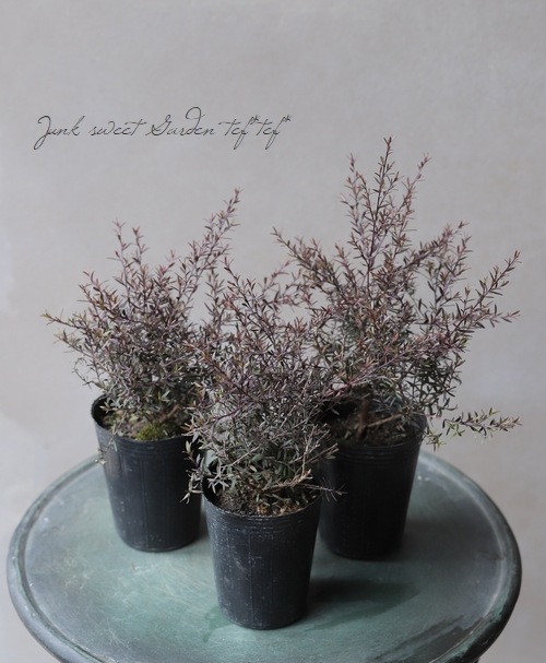 Ƽ�ե����奦�Х�����ץȥ��ڥ�ޥࡡ�إʥ˥塼���֥���