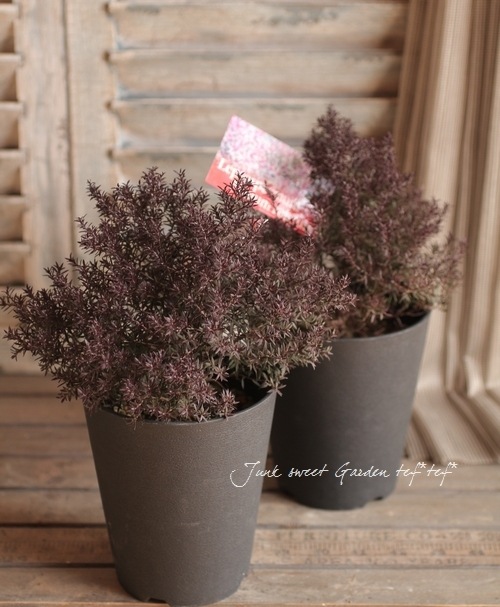 Ƽ�ե����奦�Х�����ץȥ��ڥ�ޥࡡ�إʥ˥塼���֥���