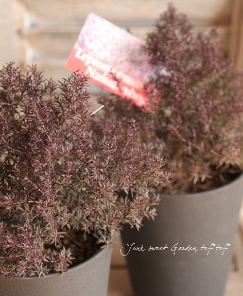 Ƽ�ե����奦�Х�����ץȥ��ڥ�ޥࡡ�إʥ˥塼���֥���