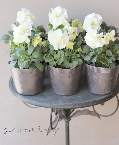 八重咲きパンジー 『フェアリーチュール』 落合さん育種！『ドレスデン