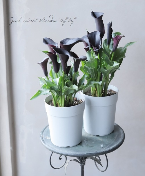 �ڵ庬��ʪ��  �����顼 �إ���ץƥ�٥�å���