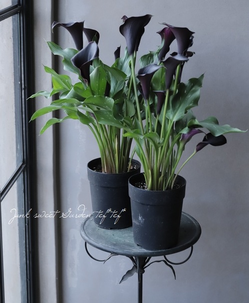 �ڵ庬��ʪ��  �����顼 �إ���ץƥ�٥�å���