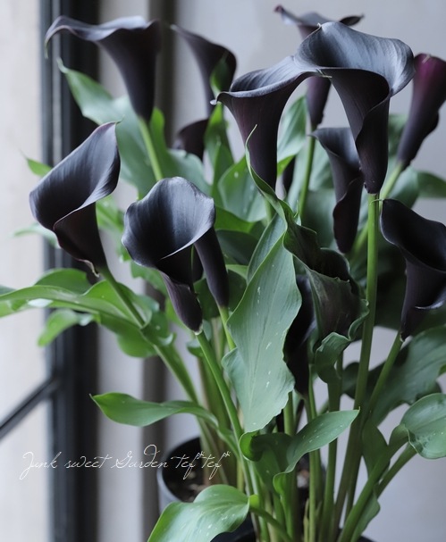 �ڵ庬��ʪ��  �����顼 �إ���ץƥ�٥�å���