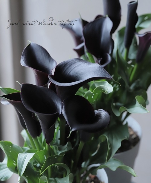 �ڵ庬��ʪ��  �����顼 �إ���ץƥ�٥�å���