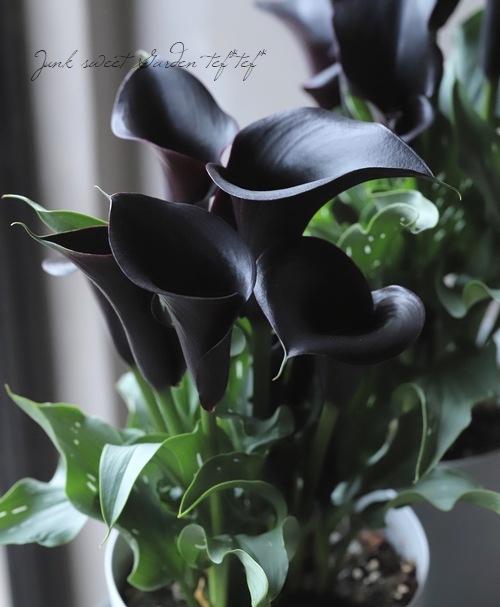 �ڵ庬��ʪ��  �����顼 �إ���ץƥ�٥�å���