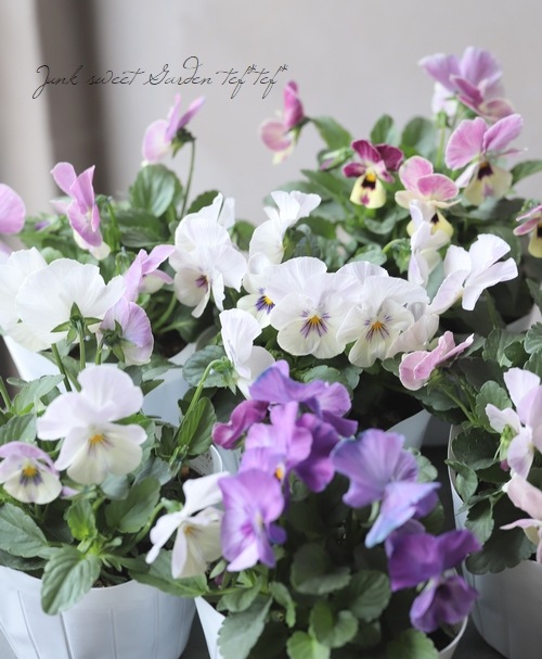 �ѥ󥸡����إ��塼�ƥ��������顼�ȡ�