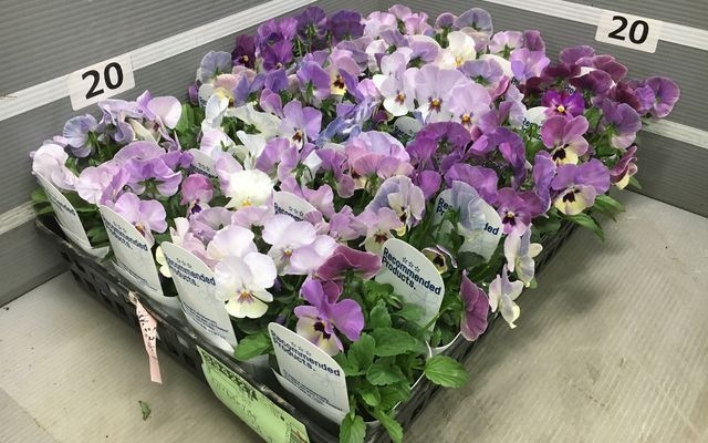 �ѥ󥸡����إ��塼�ƥ��������顼�ȡ�