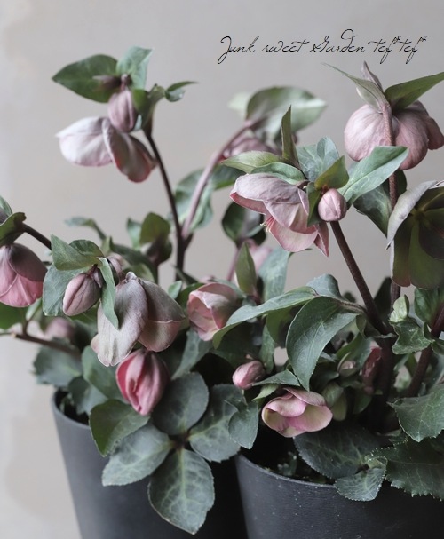 クリスマスローズ Frost Kiss ピッパズパープル すべての商品 Junk Sweet Garden Tef Tef