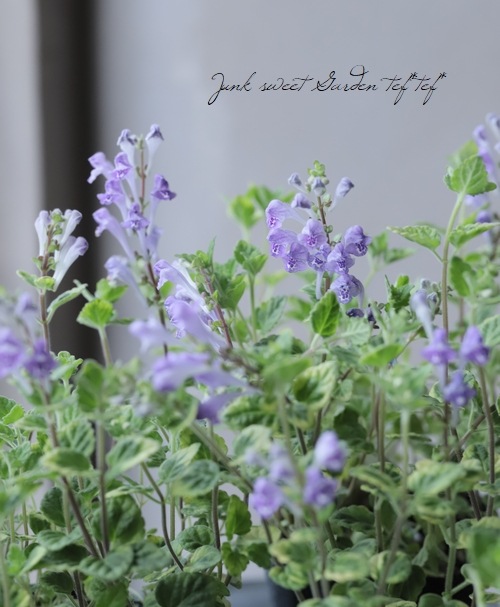 �����ꥹ���ƥ�ꥢ���إХꥨ��������