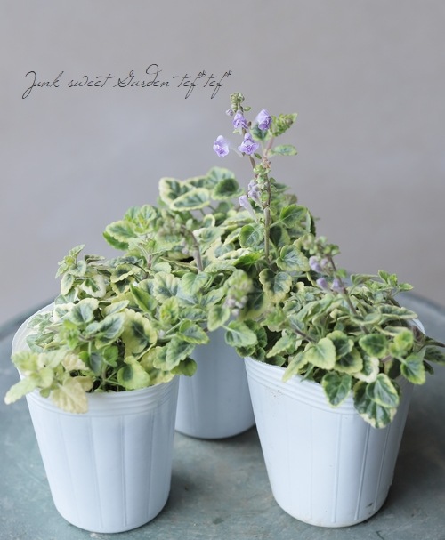 �����ꥹ���ƥ�ꥢ���إХꥨ��������