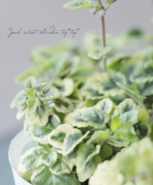 �����ꥹ���ƥ�ꥢ���إХꥨ��������