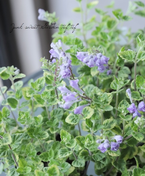 �����ꥹ���ƥ�ꥢ���إХꥨ��������