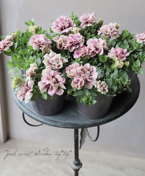 花日和さんオリジナル】 ペチュニア 『レ・ミルティーユ』 ホイップ