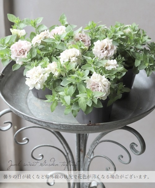�ڲ����¤��󥪥ꥸ�ʥ�� �ڥ���˥����إ졦�ߥ�ƥ�����١��ۥ��åץޥ�����ץ�ߥ��५�顼