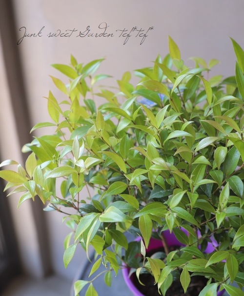 シナモンマートル すべての商品 Junk Sweet Garden Tef Tef