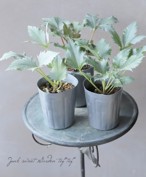 松村園芸・カラーリーフのクリスマスローズ 『ステルニー・スーパー