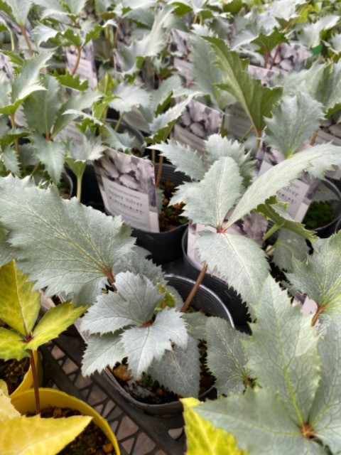 松村園芸・カラーリーフのクリスマスローズ 『ステルニー・スーパー