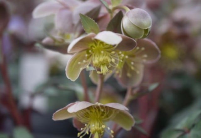 松村園芸・カラーリーフのクリスマスローズ 『ステルニー・スーパー