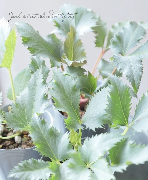 松村園芸・カラーリーフのクリスマスローズ 『ステルニー・スーパー