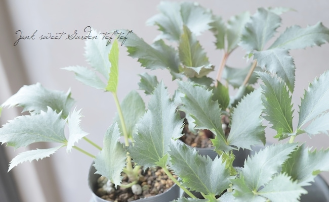 【花苗】カラーリーフ クリスマスローズ スーパーシルバー 松村園芸 カラーリーフクリスマスローズ 3.5号 ステルニー スーパーシルバー（赤