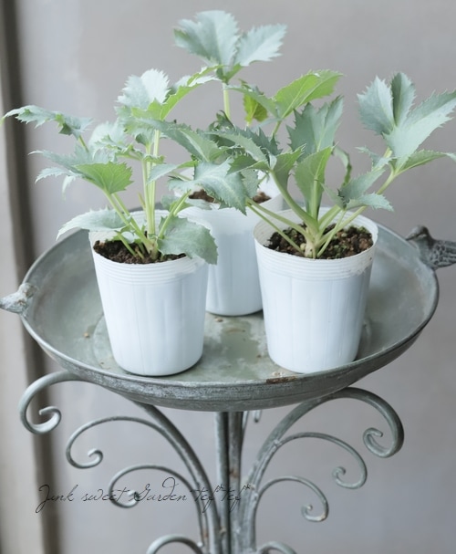 松村園芸・カラーリーフのクリスマスローズ 『ステルニー・スーパー