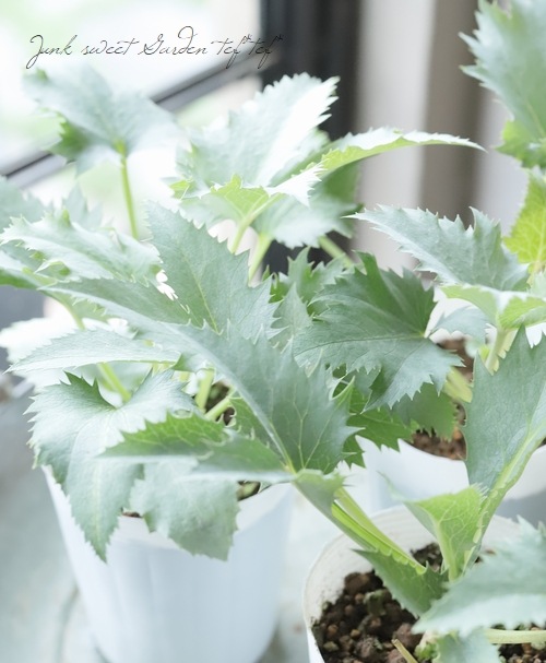 松村園芸・カラーリーフのクリスマスローズ 『ステルニー・スーパー