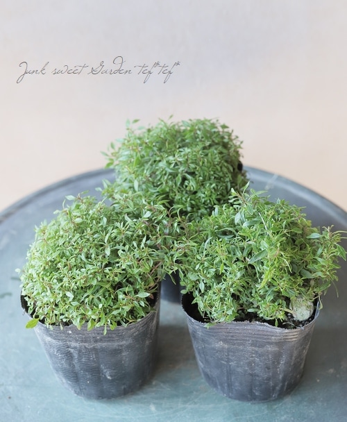 �٥��˥����إ���֥�å��֥롼 ��