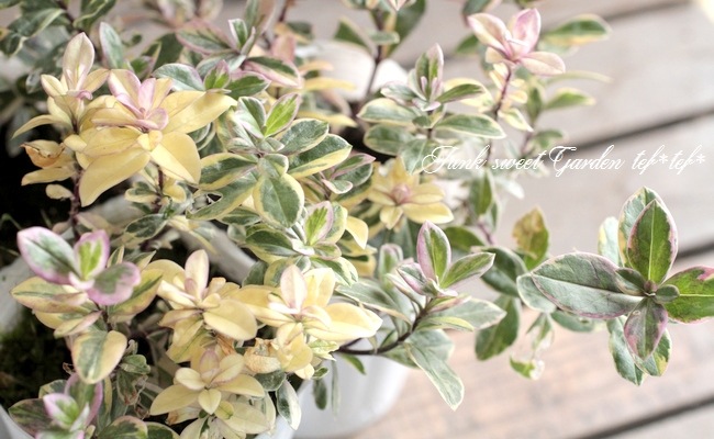 斑入り宿根フロックス 『バリエガータ』 | すべての商品 | | Junk