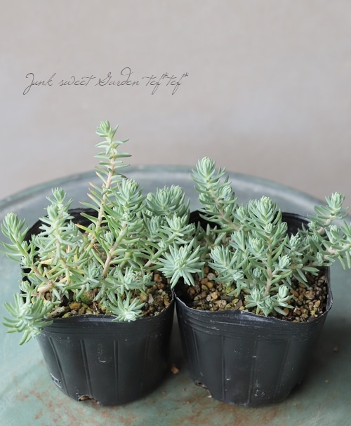 ��¿����ʪ�ۥڥȥ������� ��ڥ��ȥ졡�إ֥롼���ץ롼����