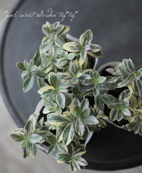 斑入り宿根フロックス 『バリエガータ』 | すべての商品 | | Junk