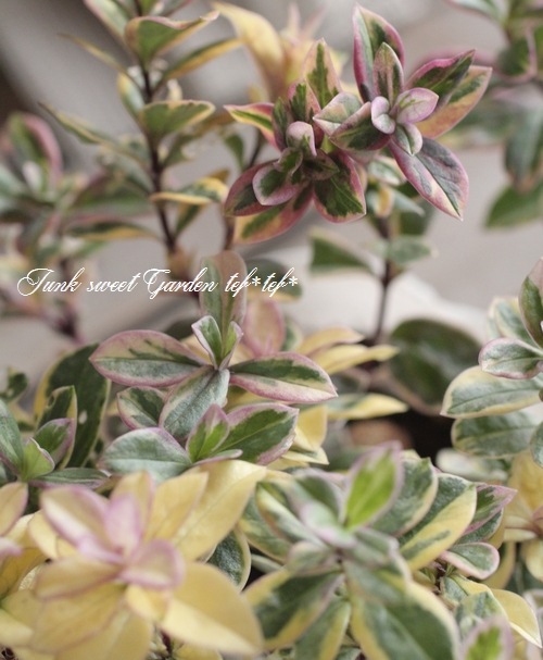 斑入り宿根フロックス 『バリエガータ』 | すべての商品 | | Junk