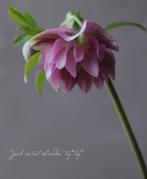 クリスマスローズ No.9 【横山園芸】 | すべての商品 | | Junk sweet