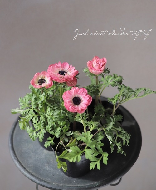 八重咲きアネモネ ポルトダブル アプリコットピーチ すべての商品 Junk Sweet Garden Tef Tef