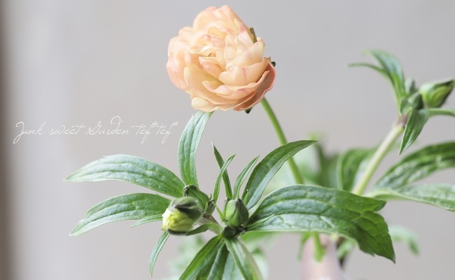 �ڰ���ݤ������ ��ʥ󥭥�饹����å������꡼�����إإ��ƥ�����