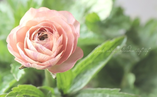 �ڰ���ݤ������ ��ʥ󥭥�饹����å������꡼�����إإ��ƥ�����