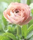 �ڰ���ݤ������ ��ʥ󥭥�饹����å������꡼�����إإ��ƥ�����