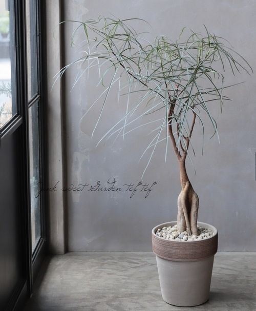 ڴտʪۥ֥饭ȥ󡦥ڥȥꥹ إܥȥĥ꡼ߥΥƥ饳åȭ A