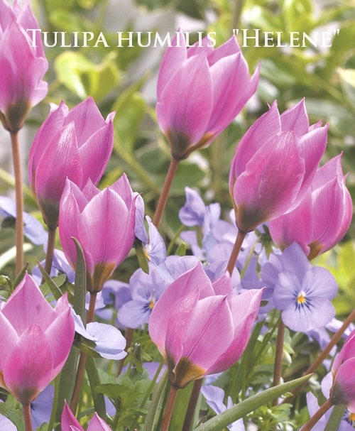 【はーページ】チューリップ12本&ブートニア 71VHSDZXq7L._UF1000,1000_QL80_.jpg