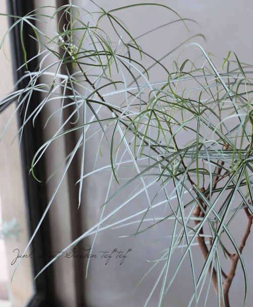 観葉植物 ブラキキトン ルペストリス ボトルツリー ココア色のテラコッタ鉢 A すべての商品 Junk Sweet Garden Tef Tef 観葉植物 ブラキキトン ルペストリス ボトルツリー ココア色のテラコッタ鉢 A すべての商品 Junk Sweet Garden Tef Tef
