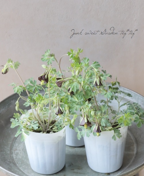 ���Υ����ޥ����إ��祳�졼�ȥ��른�㡼�١�������