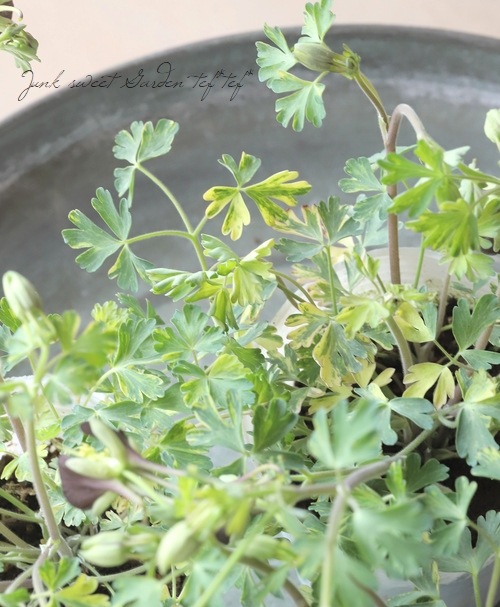 ���Υ����ޥ����إ��祳�졼�ȥ��른�㡼�١�������