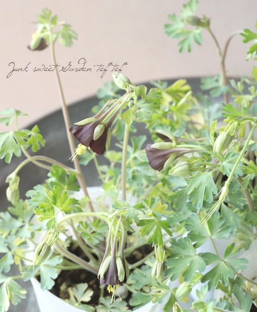 ���Υ����ޥ����إ��祳�졼�ȥ��른�㡼�١�������