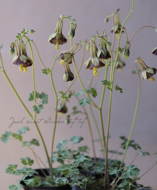 ���Υ����ޥ����إ��祳�졼�ȥ��른�㡼�١�������