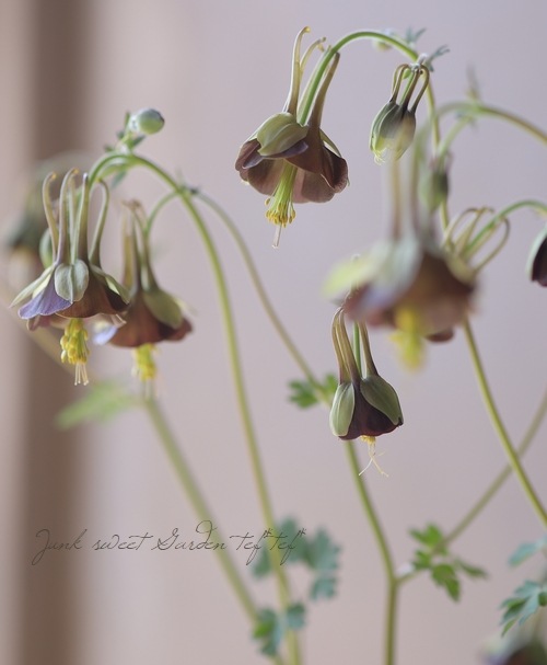 ���Υ����ޥ����إ��祳�졼�ȥ��른�㡼�١�������