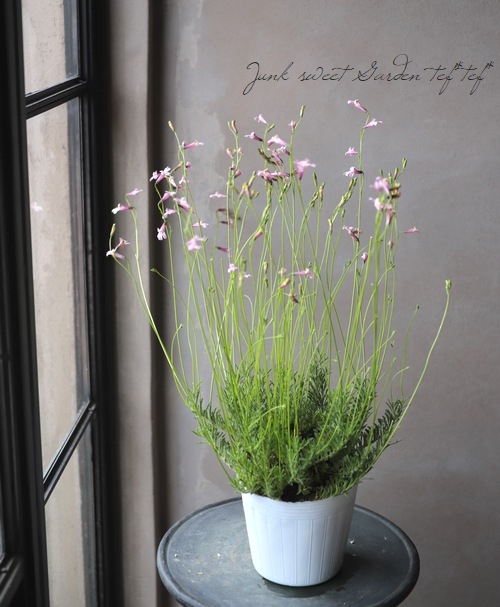 ロベリア ロベリウスピンク すべての商品 Junk Sweet Garden Tef Tef