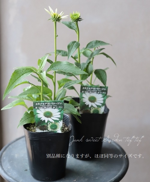淡い緑色の八重咲き花 八重咲きエキナセア 『ホワイトダブルデライト』 | すべての商品