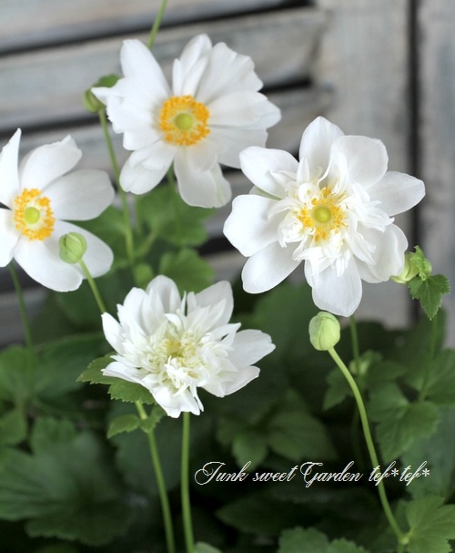 市場 秋明菊 ホワイト 白 シュウメイギク 3 5号ポット