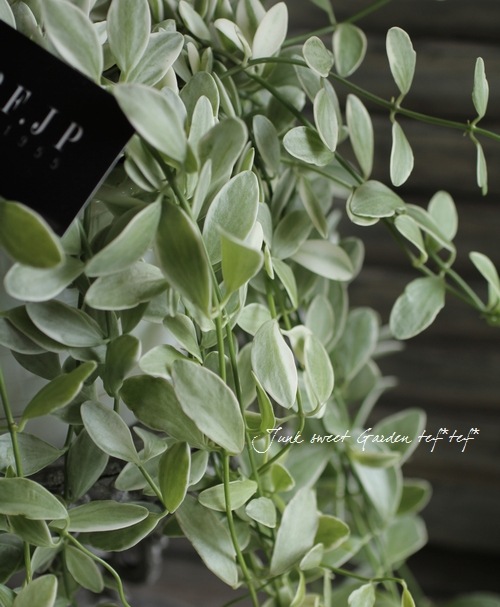 ������ǥ������ǥ������إ�����ɡ١�